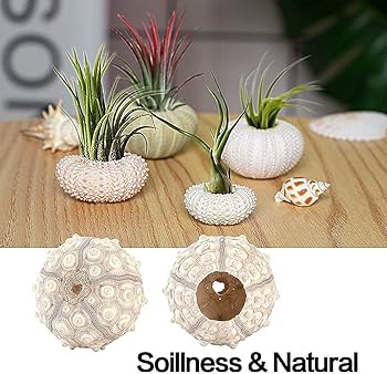 ・受付中・　海　波　エアープランツ　リメ缶　貝殻　貝　シェル　多肉　フルオーダー Amazon｜エアプランツ用ウニの殻 5パック ミニウニの殻 エアプランツ